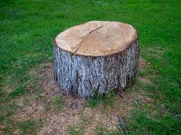 How Our Tree Care Process Works  in  Taos, NM